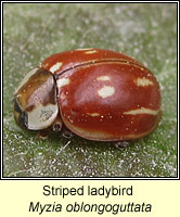 Myzia oblongoguttata, Striped ladybird