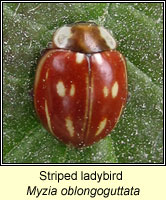 Myzia oblongoguttata, Striped ladybird