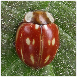 Striped ladybird, Myzia oblongoguttata