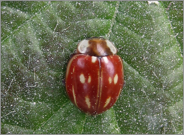 Striped ladybird, Myzia oblongoguttata