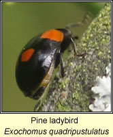 Exochomus quadripustulatus, Pine ladybird