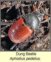 Aphodius pedellus, Dung Beetle