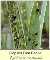Aphthona nonstriata, Flag Iris Flea Beetle