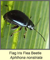 Aphthona nonstriata, Flag Iris Flea Beetle