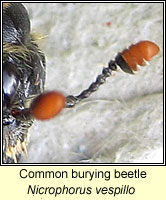 Nicrophorus vespillo, Common burying beetle