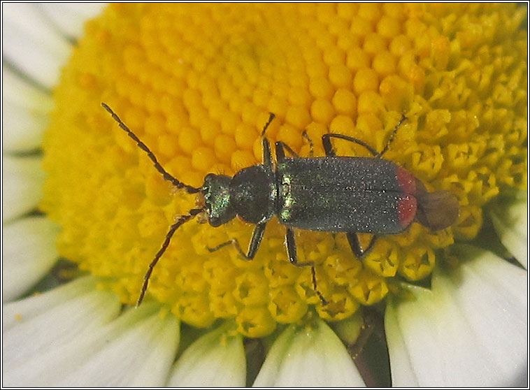 Malachius bipustulatus, Common Malachite Beetle