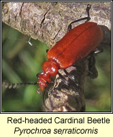 Pyrochroa serraticornis, Red-headed Cardinal Beetle