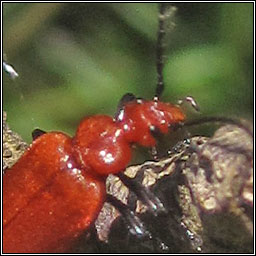 Pyrochroa serraticornis, Red-headed Cardinal Beetle