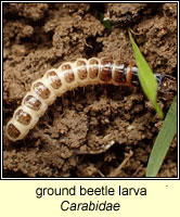 Carabidae, ground beetle larva