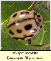 Tytthaspis 16-punctata, 16-spot Ladybird