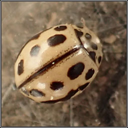 Tytthaspis 16-punctata, 16-spot ladybird