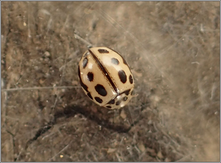 Tytthaspis 16-punctata, 16-spot ladybird
