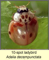 Adalia decempunctata, 10-spot ladybird