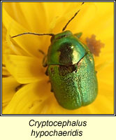 Cryptocephalus hypochaeridis