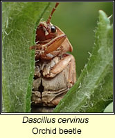 Dascillus cervinus, Orchid beetle