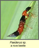 Paederus sp, rove beetle