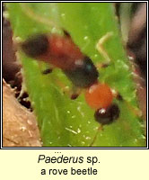 Paederus sp, rove beetle