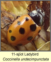 Coccinella undecimpunctata, 11-spot ladybird
