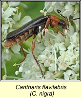Cantharis flavilabris