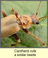 Cantharis rufa