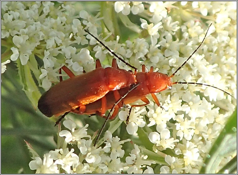 Rhagonycha fulva, Common Red Soldier Beetle