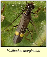 Malthodes marginatus
