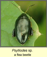 Psylliodes sp, a flea beetle