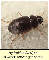 Hydrobius fuscipes, a water scavenger beetle