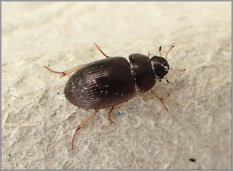 Hydrobius fuscipes, water scavenger beetle