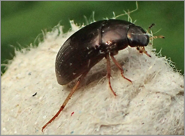 Hydrobius fuscipes, water scavenger beetle