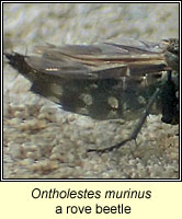 Ontholestes murinus, rove beetle