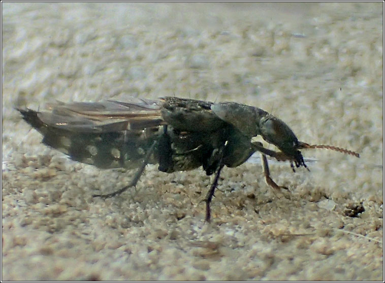 Ontholestes murinus, a rove beetle
