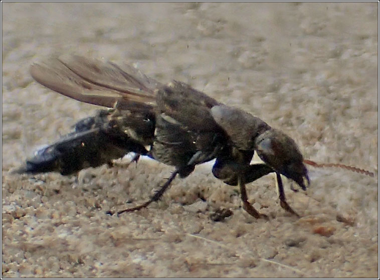 Ontholestes murinus, a rove beetle