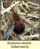 Bombylius discolor, Dotted bee-fly