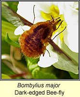 Bombylius major, Dark-edged Bee-fly