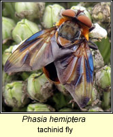 Phasia hemiptera, tachinid fly