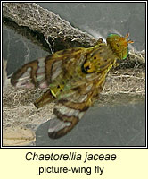 Chaetorellia jaceae, picture-wing fly