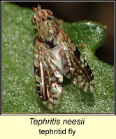 Tephritis neesii, tephritid fly