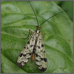 Panorpa sp, scorpionfly