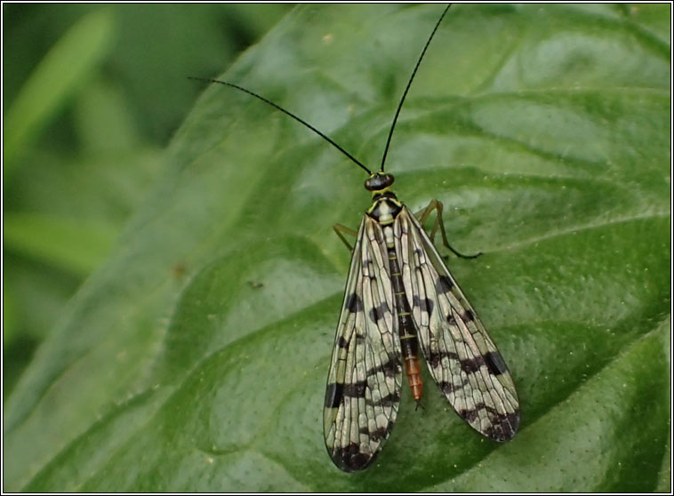 Panorpa sp, scorpionfly