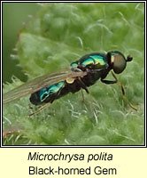 Microchrysa polita, Black-horned Gem