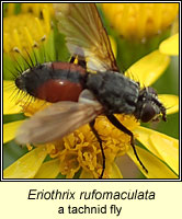 Eriothrix rufomaculata, a tachnid