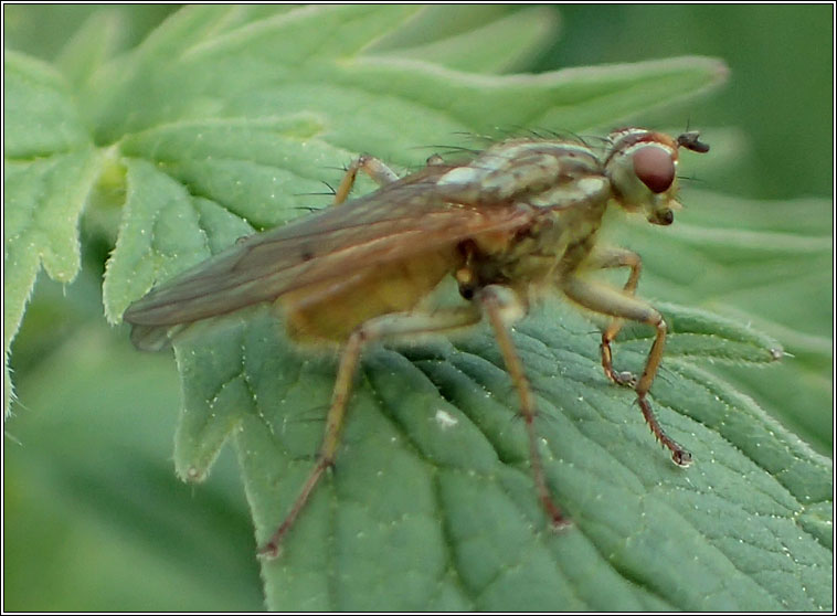 Scathophaga stercoraria, Yellow Dung Fly