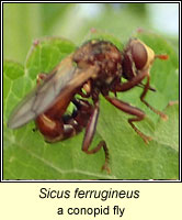 Sicus ferrugineus