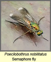 Poecilobothrus nobilitatus, Semaphore fly