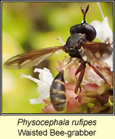 Physocephala rufipes, Waisted Bee-grabber