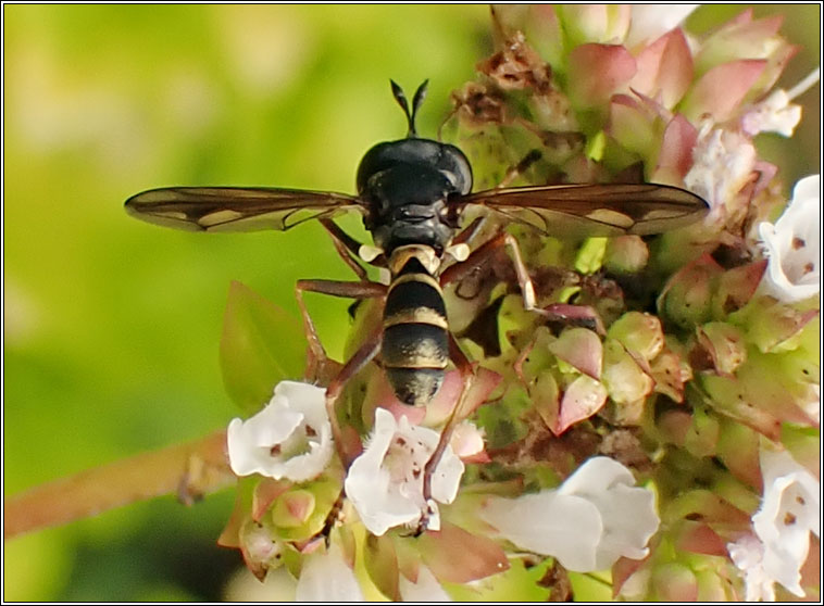 Physocephala rufipes, Waisted Bee-grabber