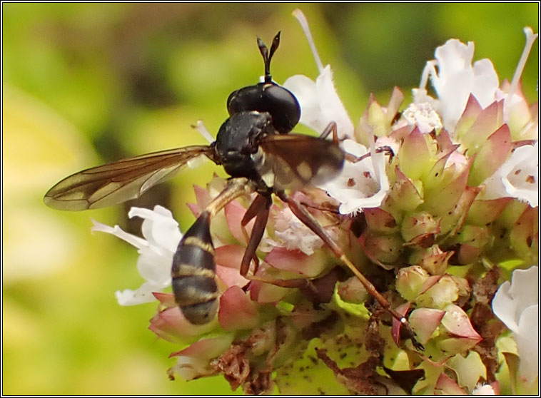 Physocephala rufipes, Waisted Bee-grabber