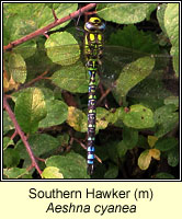 Aeshna cyanea, Southern Hawker