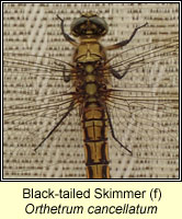 Orthetrum cancellatum, Black-tailed Skimmer